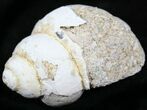 Fossil Gastropod - Madagascar #25556-1